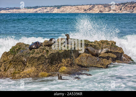 Un gruppo di California i leoni di mare ensoleillement stessi sulle rocce a La Jolla Cove a La Jolla, San Diego, Stati Uniti d'America in estate Foto Stock