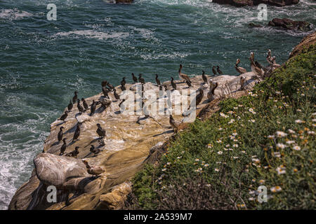 Pellicani sulla costa rocciosa vicino a La Jolla, San Diego - California, Stati Uniti d'America Foto Stock