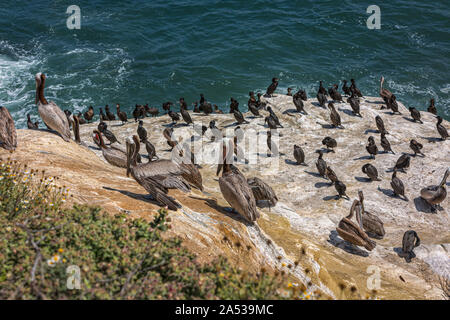 Pellicani sulla costa rocciosa vicino a La Jolla, San Diego - California, Stati Uniti d'America Foto Stock