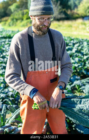 Imprenditore italiano di raccolta kale presso la fattoria biologica a Washington Foto Stock