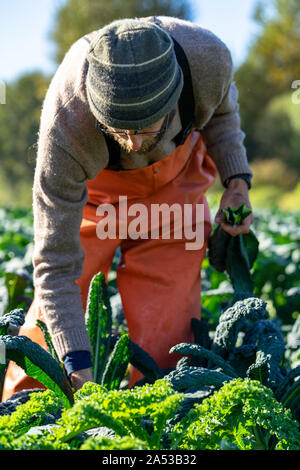 L'agricoltore è la raccolta organica kale italiano per il mercato Foto Stock
