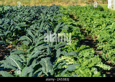 Ci sono un sacco di italiani e ricci kale organico crescente presso la fattoria Foto Stock