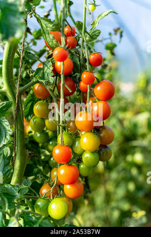 Cimelio di famiglia mature colorate pomodori organici sulla vite Foto Stock