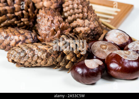 Coni fir con castagne su sfondo bianco Foto Stock