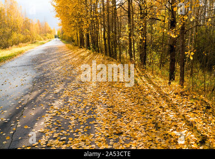 Foglie di giallo sparsi sulla strada forestale andando a distanza Foto Stock