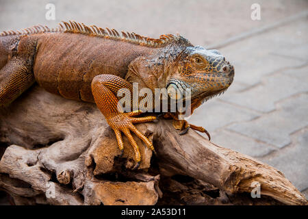 Orange iguana su una roccia Foto Stock