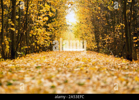 Foglie di giallo sparsi sulla strada forestale andando a distanza Foto Stock