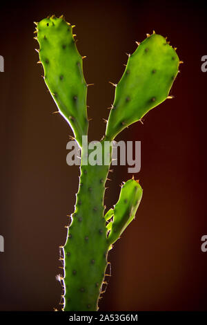 Verde pianta di cactus in pot. cactus verde su sfondo grigio scuro. Foto Stock