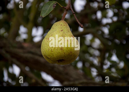 Closeup pera maturano su un albero natural centrato by jziprian Foto Stock