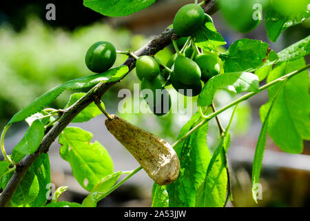 Distorto frutto di un damson causato da "prugna pocket' MALATTIA; 'Taphrina pruni'. Foto Stock