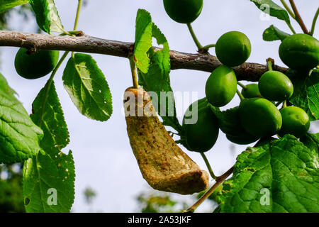 Distorto frutto di un damson causato da "prugna pocket' MALATTIA; 'Taphrina pruni'. Foto Stock