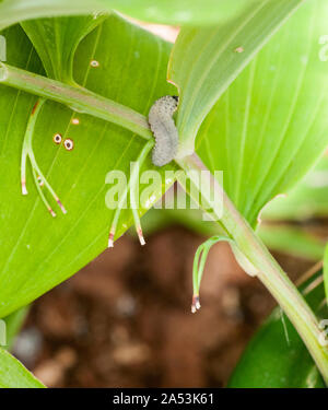 Danni alle foglie causati da larve di Sawfly Phymatocera aterrima su Polygonatum Solomons foglia di Sigillo all'inizio dell'estate Foto Stock