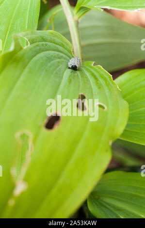 Danni alle foglie causati da larve di Sawfly Phymatocera aterrima su Polygonatum Solomons foglia di Sigillo all'inizio dell'estate Foto Stock