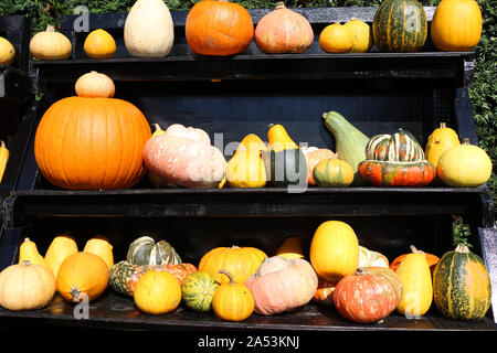 Ripiani di diverse varietà di zucca Foto Stock