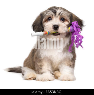 Carino Havanese cucciolo di cane detiene un Capodanno tromba nella sua bocca - isolato su sfondo bianco Foto Stock