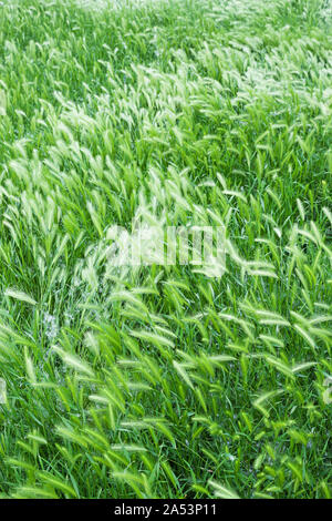 Sementi di erba capi su alti piegata su gambi di erba Foto Stock