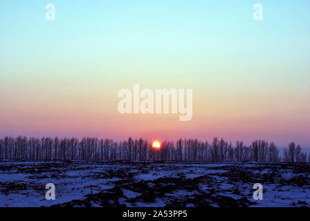 Campo Arato ricoperta di neve, bright golden-rosa tramonto dietro gli alberi di pioppo linea senza foglie sulle colline sull orizzonte, paesaggio invernale Foto Stock