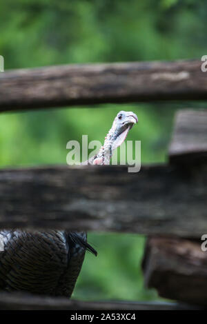 Una Turchia peaking attraverso una recinzione di legno. Foto Stock