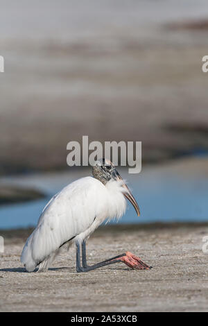 Una solitaria Cicogna legno appoggiato in una posizione comico sulla spiaggia. Foto Stock