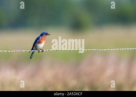 Un singolo bluebird appollaiato su un filo spinato con un prato in background. Foto Stock