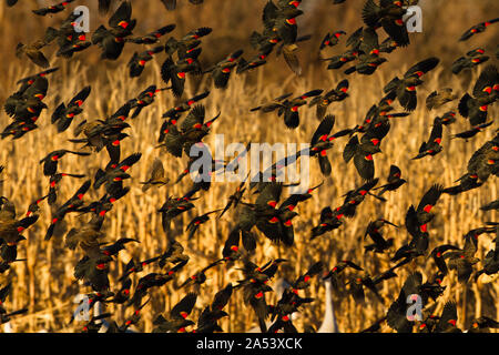 Un grande gregge di rosso-winged merli in volo. Foto Stock