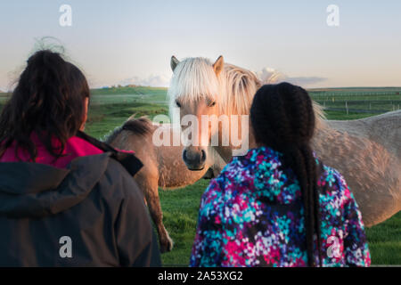 Due giovani ragazze di minoranza guarda un pony islandese in un pascolo. Foto Stock