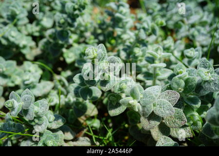 Argento Verde Origano origano Dictamnus coltura vegetale nel giardino delle erbe in Grecia Foto Stock