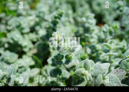 Argento Verde Origano origano Dictamnus coltura vegetale nel giardino delle erbe in Grecia Foto Stock