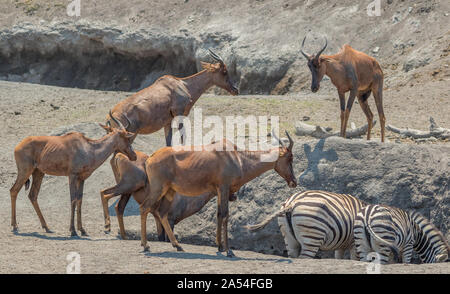 Tsessebe attendono il loro turno di bere in corrispondenza di un restringimento di foro di acqua in una regione asciutta del Parco Nazionale di Kruger in Sud Africa immagine in formato orizzontale Foto Stock