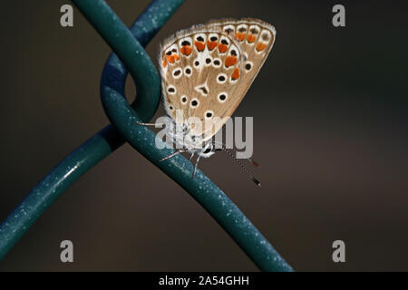 Comune di blue butterfly corpo blu ma che mostra underwing colore con macchie di colore arancione e pallido ali latino polyommatus icarus boalensis a riposo su un filo Foto Stock