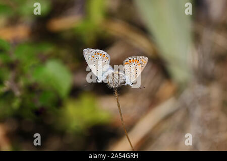 Due comuni farfalle blu corpo blu ma che mostra underwing colore con macchie di colore arancione e pallido ali latino polyommatus icarus boalensis coniugata Foto Stock