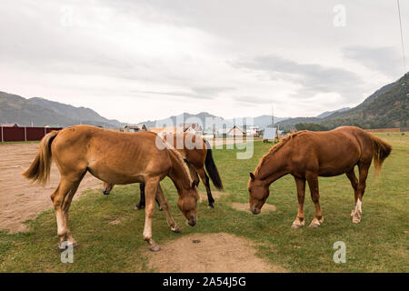 Tre brown arabian horse senza una sella sulla sua schiena chinò la testa e si mangia erba verde della foresta Foto Stock