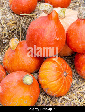 Diversi hokkaido zucche sulla paglia a un mercato in stallo in autunno Foto Stock