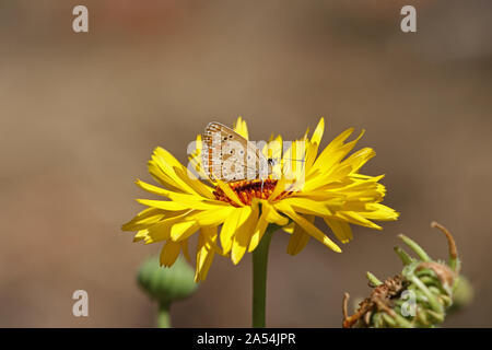 Comune di blue butterfly latino polyommatus icarus boalensis a riposo su un selvaggio daisy giallo chiamato anche crisantemo giallo maxim o shasta daisy Foto Stock