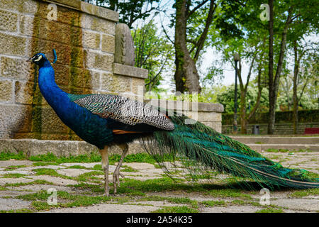 Peacock in un parco Foto Stock