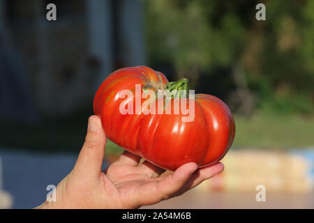 Un gigante bistecca di manzo pomodoro fresco raccolte dal vitigno in estate in Italia. Il pomodoro è un simbolo dello stato dell'Ohio, Arkansas e Tennesee Foto Stock