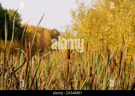 Vecchio sedge stagno illuminato dal sole in autunno foresta. Uno stile rétro Foto Stock