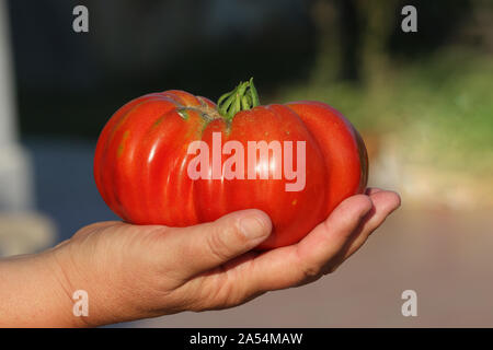 Un gigante bistecca di manzo pomodoro fresco raccolte dal vitigno in estate in Italia. Il pomodoro è un simbolo dello stato dell'Ohio, Arkansas e Tennesee Foto Stock