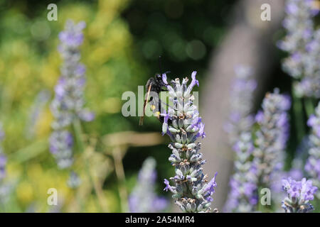 Mammoth wasp megascolia latina maculata famiglia scoliidae wasp più grande in Europa questo è un maschio con una testina del nero alimentazione su un fiore di lavanda in Italia Foto Stock