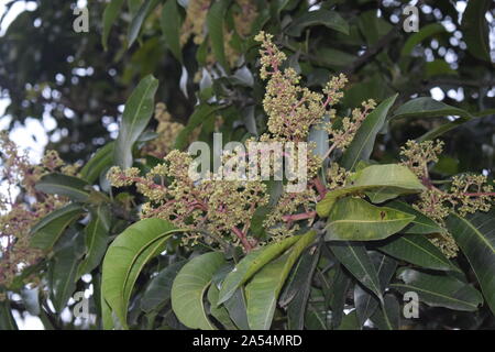 Fiore di mango tree frutta di piante natura Foto Stock