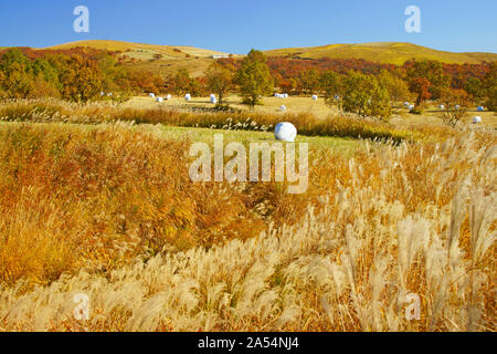 Altopiano Senomoto in autunno, Prefettura di Kumamoto, Giappone Foto Stock