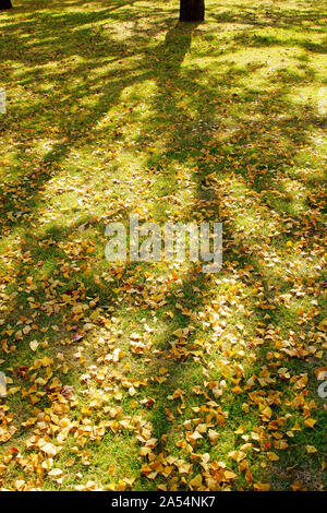 Ricerca di Kumamoto Park, Prefettura di Kumamoto, Giappone, autunno Foto Stock