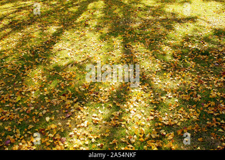 Ricerca di Kumamoto Park, Prefettura di Kumamoto, Giappone, autunno Foto Stock