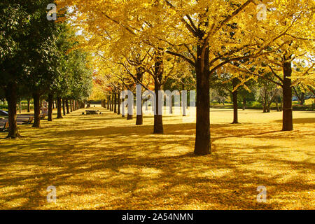 Ricerca di Kumamoto Park, Prefettura di Kumamoto, Giappone, autunno Foto Stock
