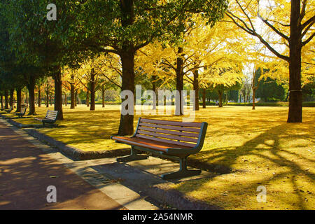 Ricerca di Kumamoto Park, Prefettura di Kumamoto, Giappone, autunno Foto Stock