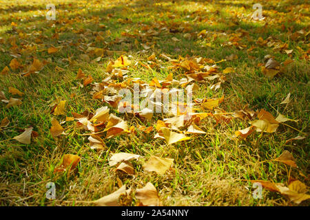 Ricerca di Kumamoto Park, Prefettura di Kumamoto, Giappone, autunno Foto Stock