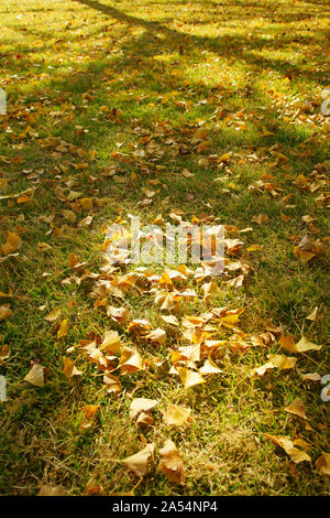 Ricerca di Kumamoto Park, Prefettura di Kumamoto, Giappone, autunno Foto Stock