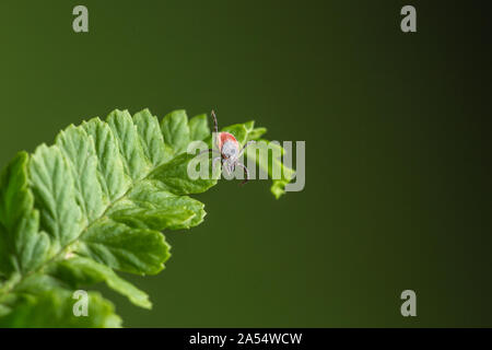 Femmina del tick seduto su una foglia, sfondo verde. Una politica europea comune in materia di parassita che attacca anche l'uomo. Foto Stock