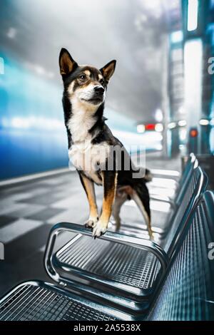 In piedi Shiba Inu Foto Stock