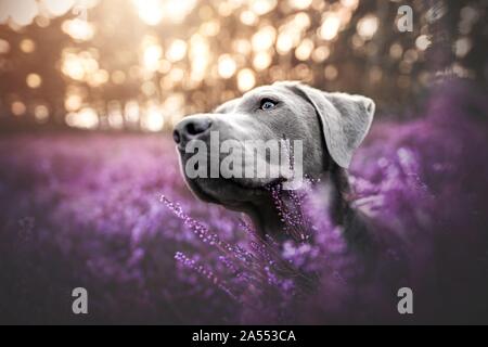 Il Labrador Retriever ritratto Foto Stock